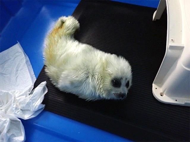 sealfilia's tweet image. why are they so grub