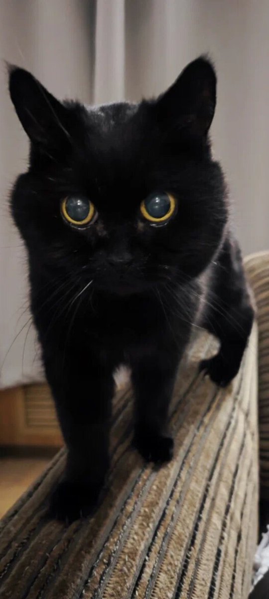 Forget-Me-Todd tweet media