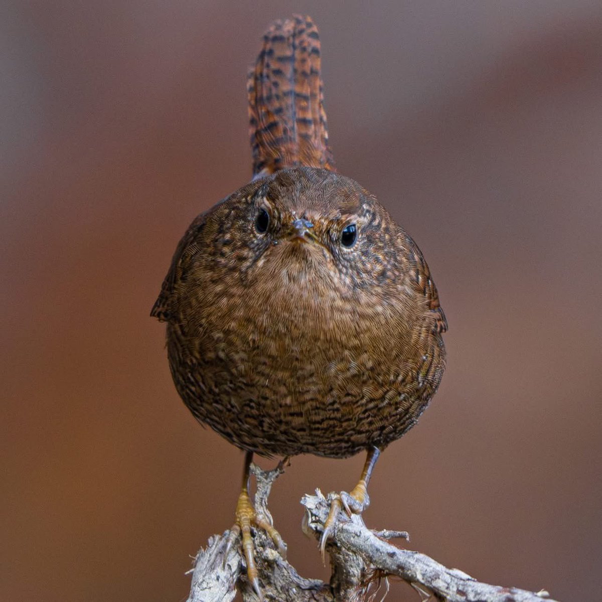 unitarou@ tweet media