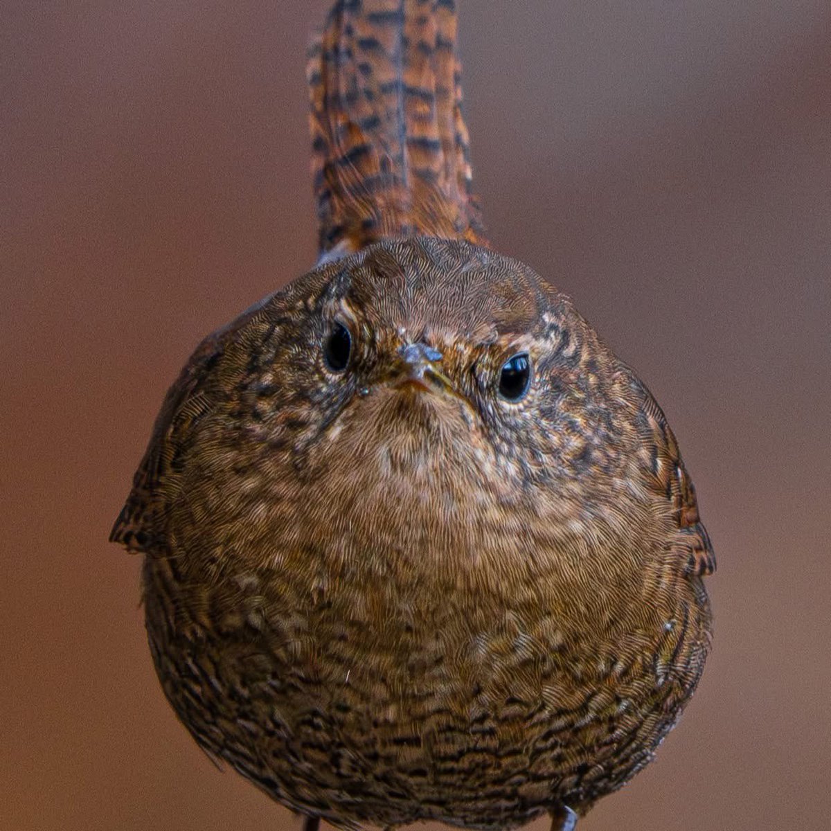 unitarou@ tweet media