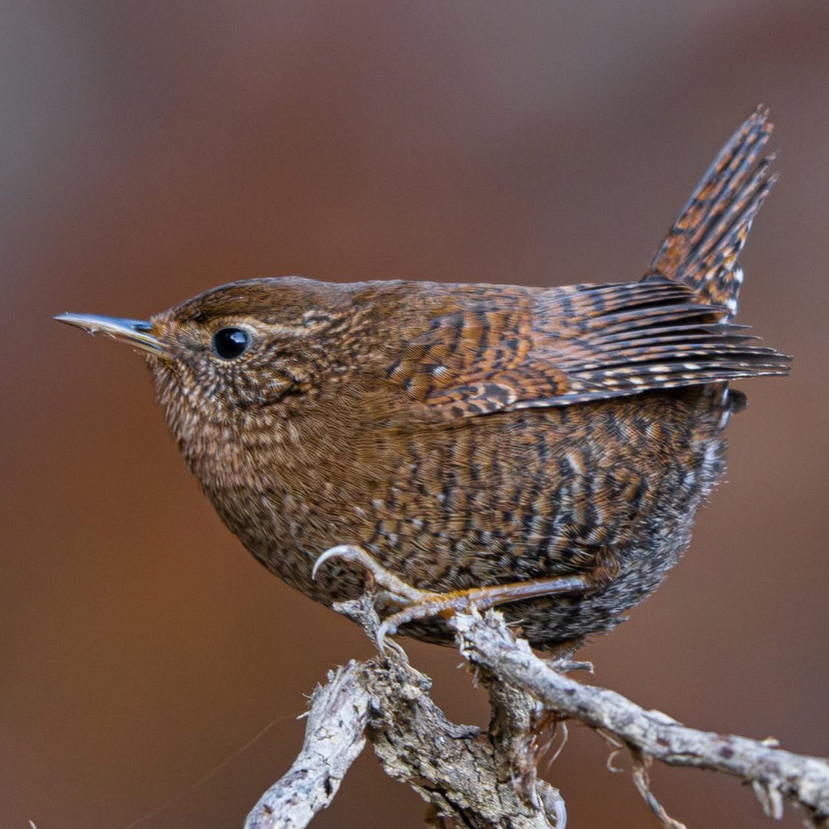 unitarou@ tweet media