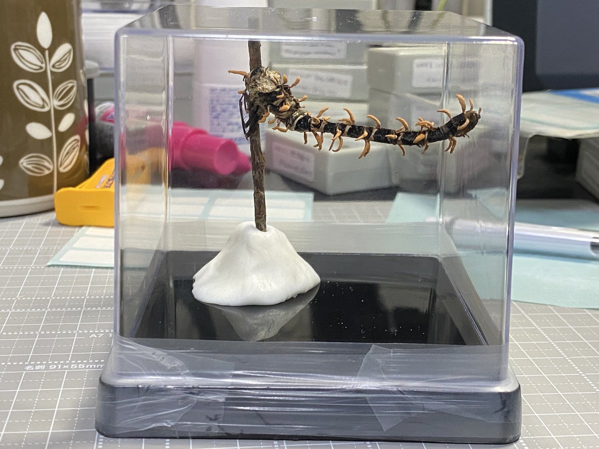 日本菌学会 (@Mycology_Japan) / Posts / X