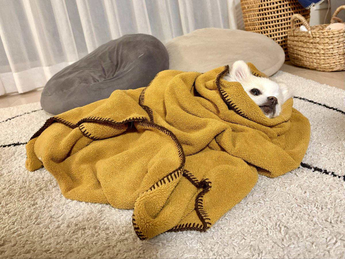 pome_tenkun's tweet image. 大事なので包んでおきました