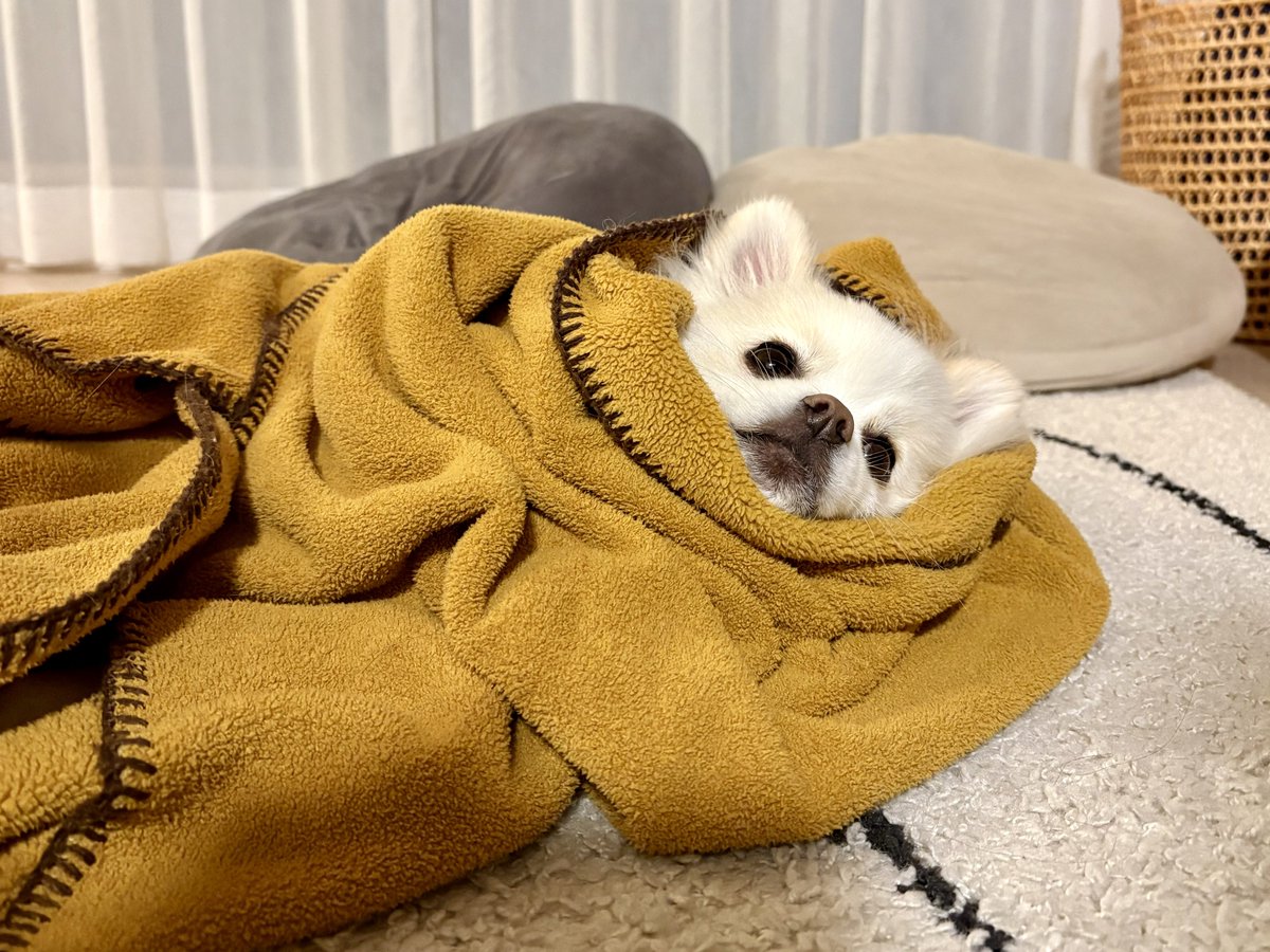 pome_tenkun's tweet image. 大事なので包んでおきました