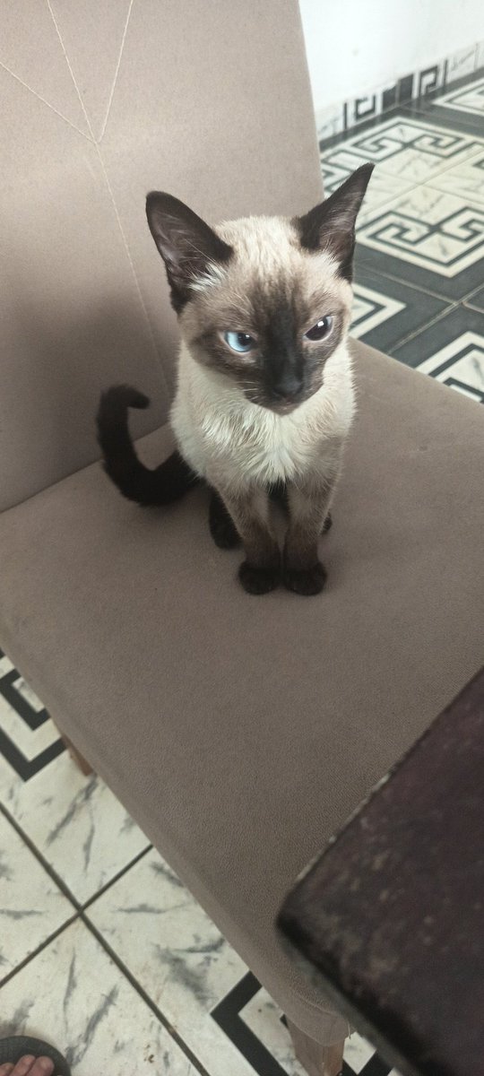 Ryuzaki_dc's tweet photo. Sobra qualquer merreca do salário:
- meu gato do nada ficando caolho https://t.co/jxnfiYGw5s