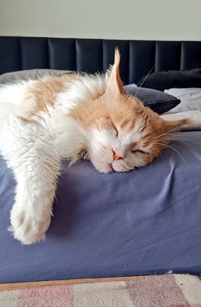 Roveroni's tweet image. Bom dia!
Parece que acordei, mas ainda aguardo confirmação.