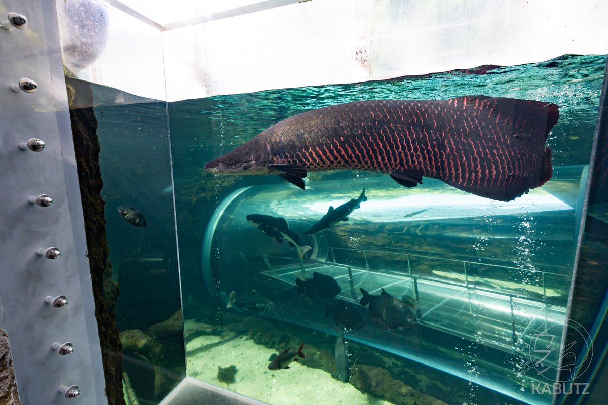 tan_sui_kabutz's tweet photo. 栃木県なかがわ水遊園はいいぞ！
#淡水魚水族館はいいぞ https://t.co/iAqqrpGjfu