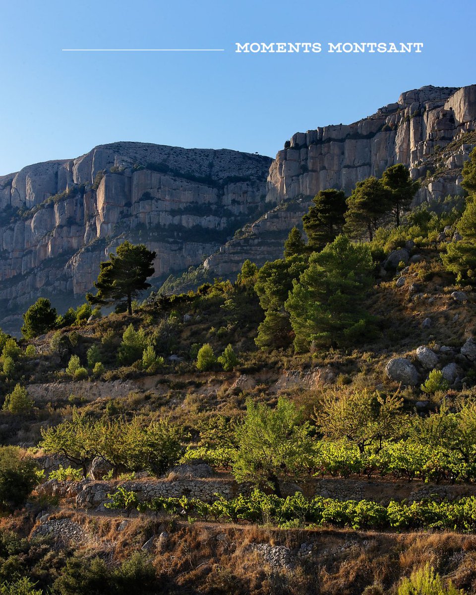 domontsant tweet media