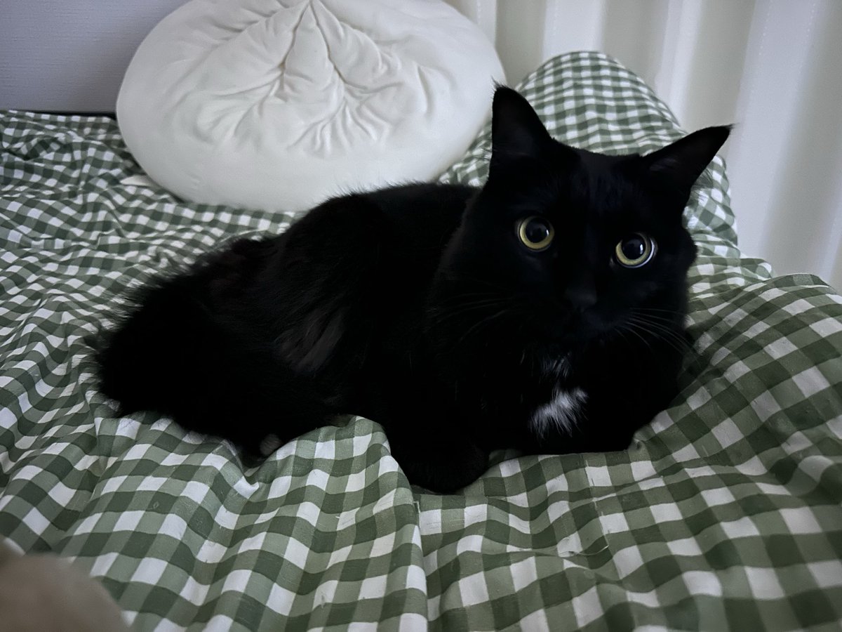 Post by くうちゃん🐈‍⬛もふちゃん🐈‍⬛ on X: はいかわいい