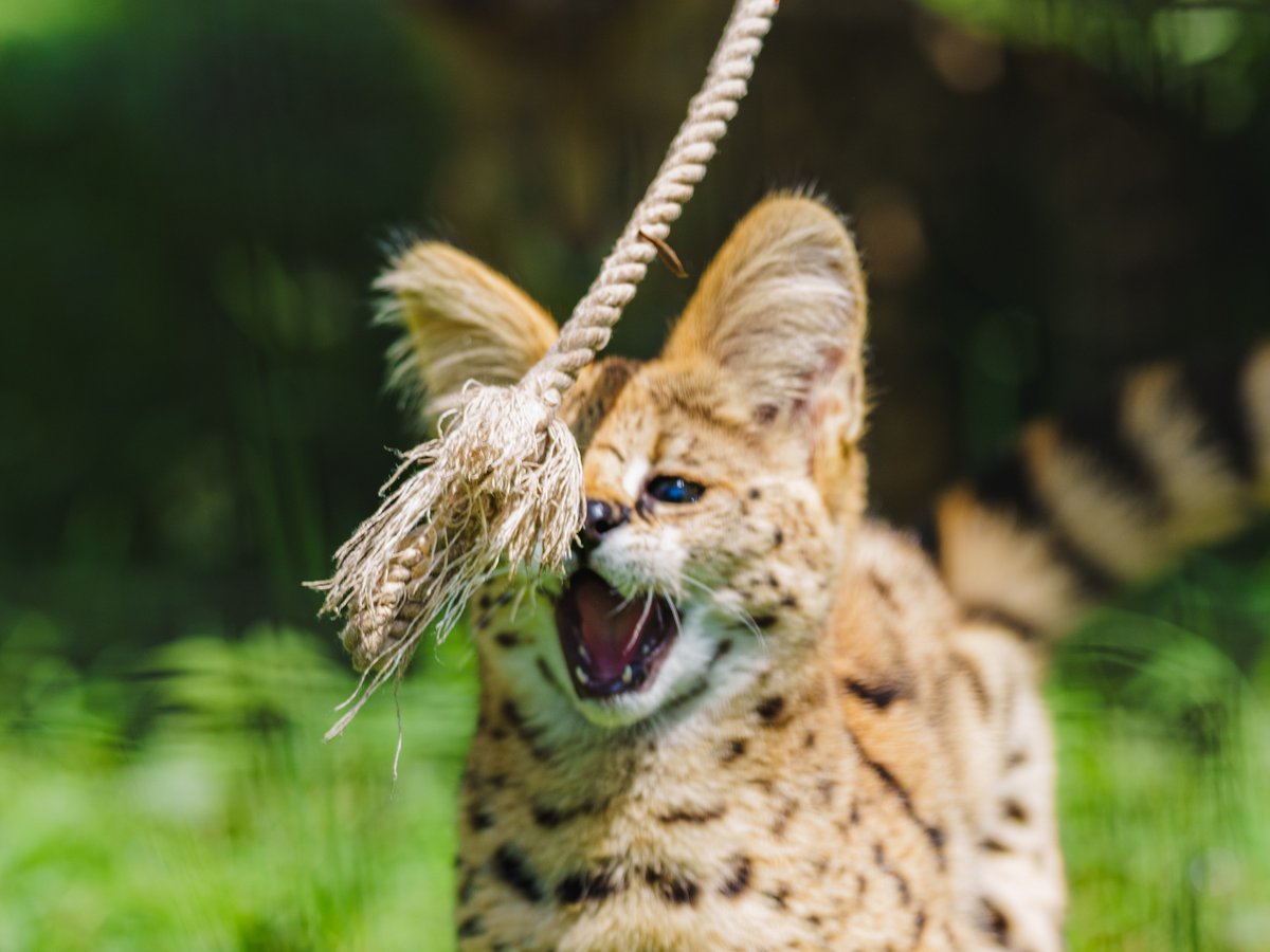 chawan_twitt's tweet image. タップすると、4コマ写真まんが

ばんじゃーい

多摩動物公園（現在は京都市動物園へ移動）
サーバル