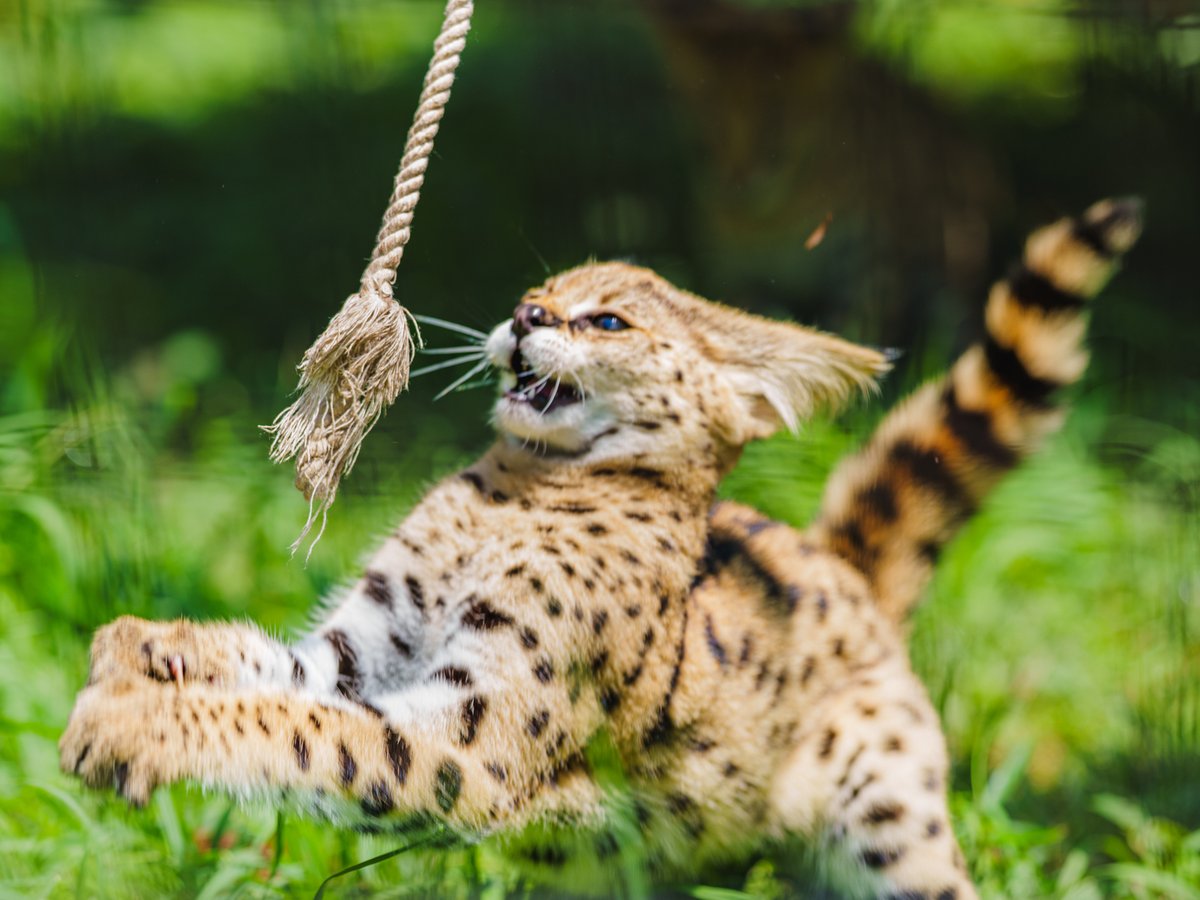 chawan_twitt's tweet image. タップすると、4コマ写真まんが

ばんじゃーい

多摩動物公園（現在は京都市動物園へ移動）
サーバル