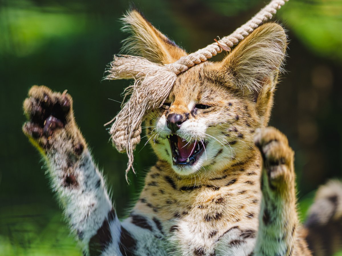 chawan_twitt's tweet image. タップすると、4コマ写真まんが

ばんじゃーい

多摩動物公園（現在は京都市動物園へ移動）
サーバル