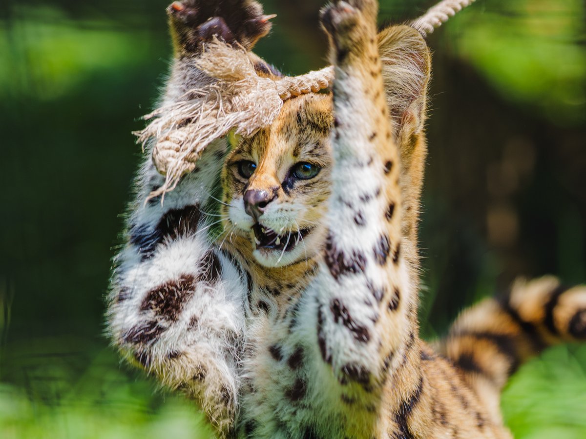 chawan_twitt's tweet image. タップすると、4コマ写真まんが

ばんじゃーい

多摩動物公園（現在は京都市動物園へ移動）
サーバル