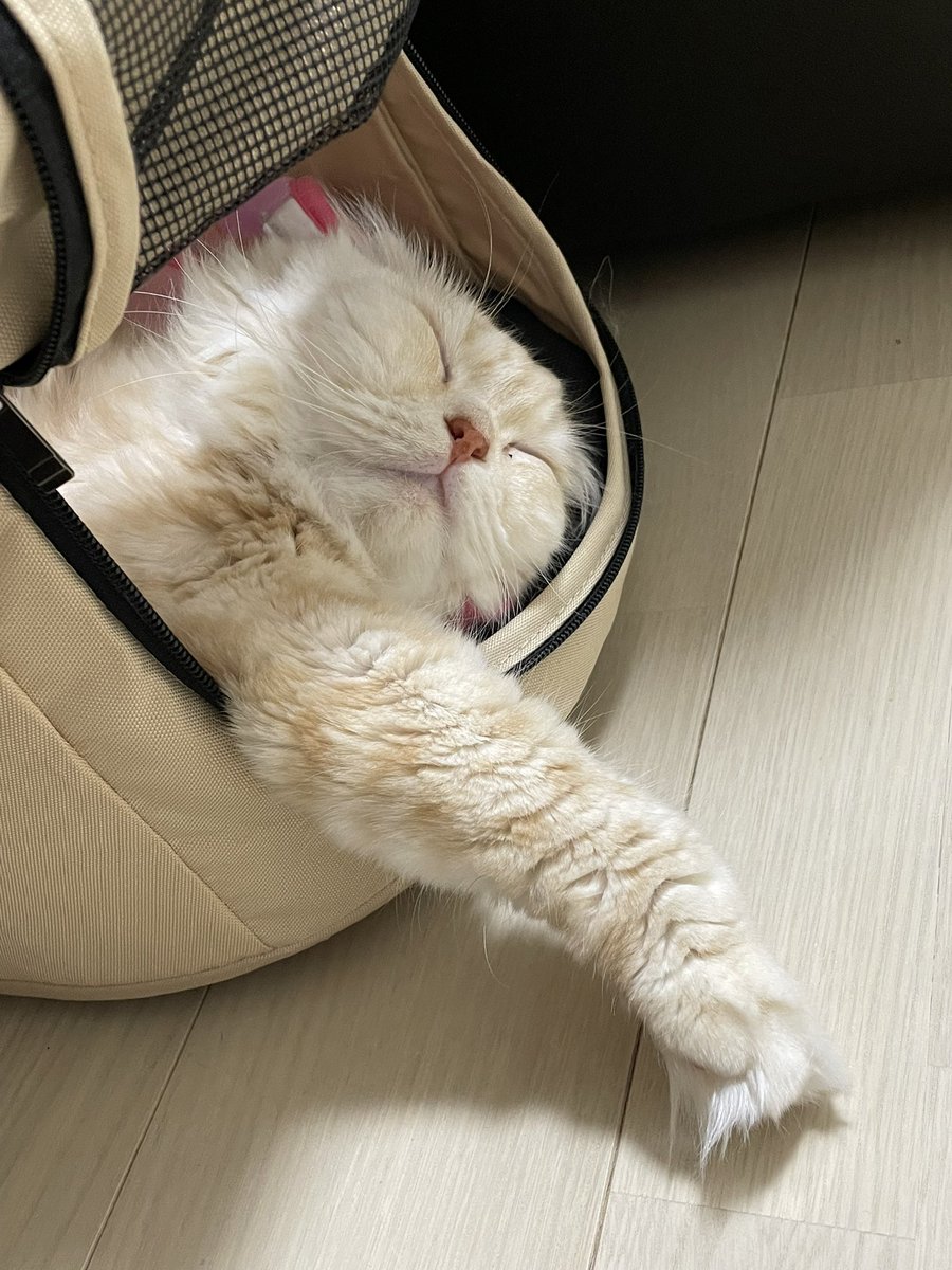 最近ずっと寝てるよ
冬はよくねるんだね