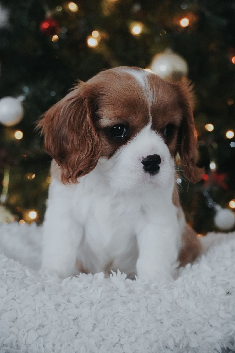 Filipe Albuquerque tweet media