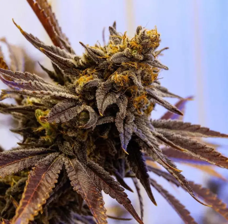 cannabulkseeds's tweet image. ✨ Eleven Roses Fast está disponible 🌹⚡
Una Fastversion con aroma floral intenso, crecimiento rápido y cultivo agradecido — ideal si querés una línea que rinda sin esperar tanto. ¡Dale gas a tu próxima tanda!
👉 cannabulkseeds.com/producto/eleve…
#Fastversion #CannabisSeeds #Growers