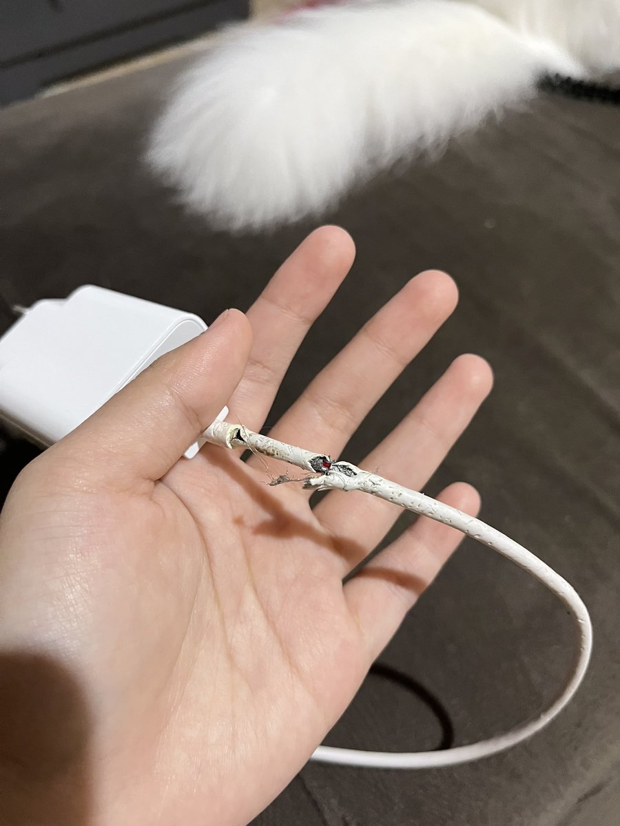 ur___enough's tweet image. punya kucing nakal banget😭😭😭😭😭😭😭😭😭😭