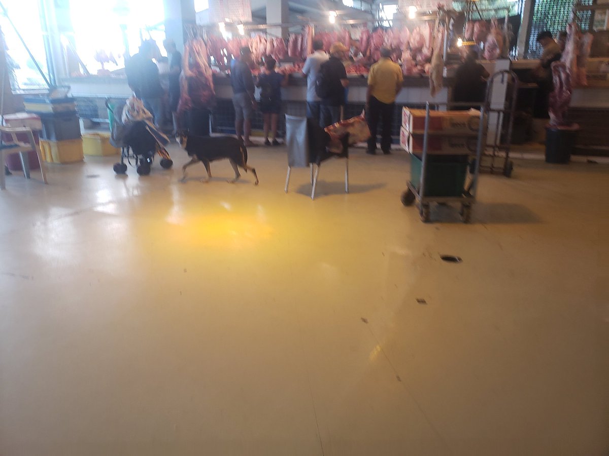 TJcmag's tweet photo. @alcaldiagye Estimados buenos días favor tomar correctivos en los controles dentro de los mercados municipales.les envío fotos de como los perros pasean y asen sus necesidades dentro del mercado municipal del la coop.Juan Montalvo. https://t.co/OJQY3j7rQy