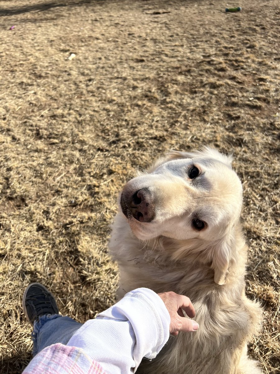 Sampson the Service Dog tweet media