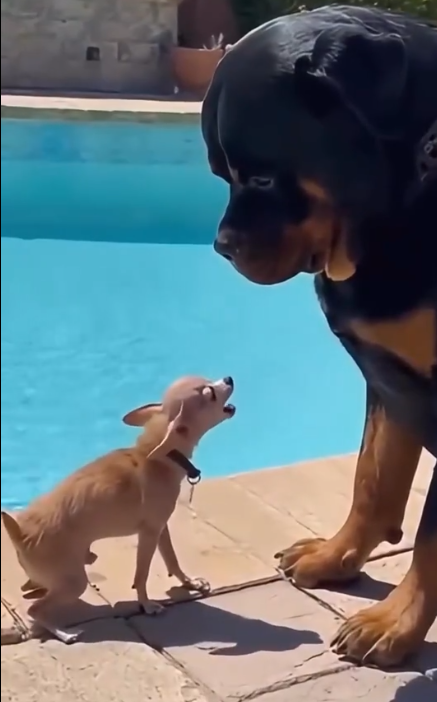 _dizzyvillain's tweet image. 