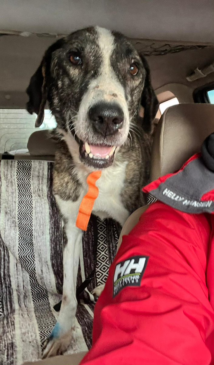 Barınaktan kurtardım,şuan klinikte adını Çiko koyduk,çok aşırı zayıf ve güçsüz,büyük ırk olmasına rağmen inanılmaz uslu kibar bir erkek,bu gülen yüz solmasın,ona ömürlük yuva bulurmuyuz,destek verir misiniz bize🙏
<a href="/omer_art15/">Ömer</a> 
<a href="/Dilaraerkmen_/">Dilara Erkmen</a> <a href="/cenkerenonline/">Cenk Eren</a>