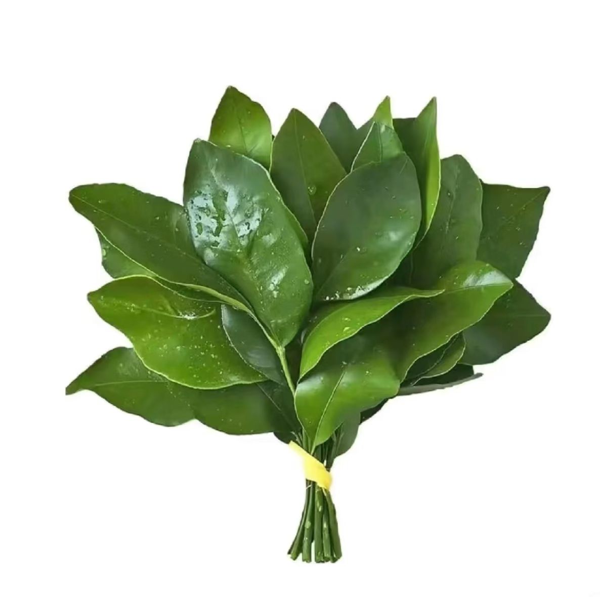 Fu7ok's tweet image. 今日份互帮互助贴🤝动动发财的小手给姐妹🫂点点关注~看到会挨个回的（没回就是在忙别的没上号，蓝V包回的~诚信第一）

这几天有点消极怠工了😭放上柚子叶驱驱晦气！
点赞➕评论➕关注，一键三连，一起柚子叶驱晦气~领取好运✨✨✨