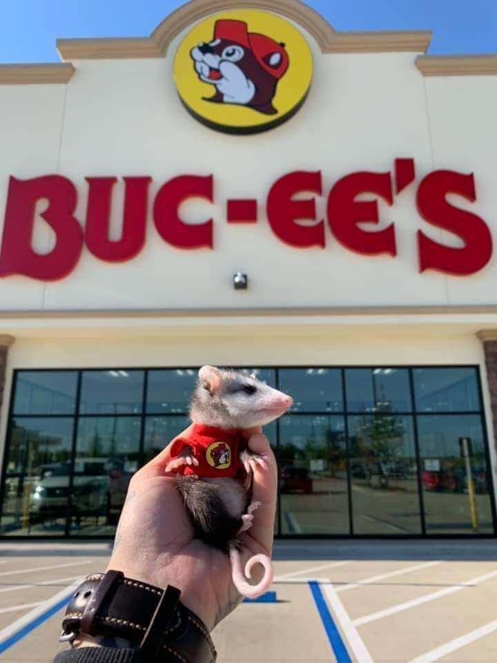 Possum_Daily's tweet image. #possums #Possum_Daily