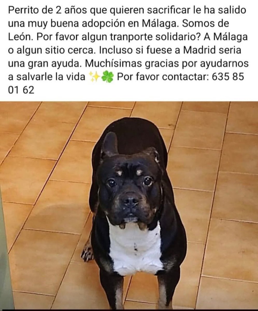 MarioliRm's tweet image. Lo quieren sacrificar y le ha salido una adopcion🥹,urge🚨🚨🚨🚨 transporte solidario de Leon a Malaga o Leon a Madrid...le ayudas?te ganarias el cielo🙏🙏🏿
Llama ☎️ 635850162
Gracias