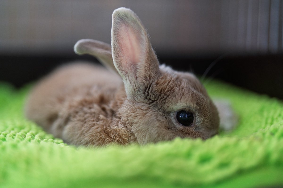 もか男さんは今日も元気にうたた寝💤
それでもカメラを向けるとこちらを見てくれます☺️
#うさぎ　#カメラ