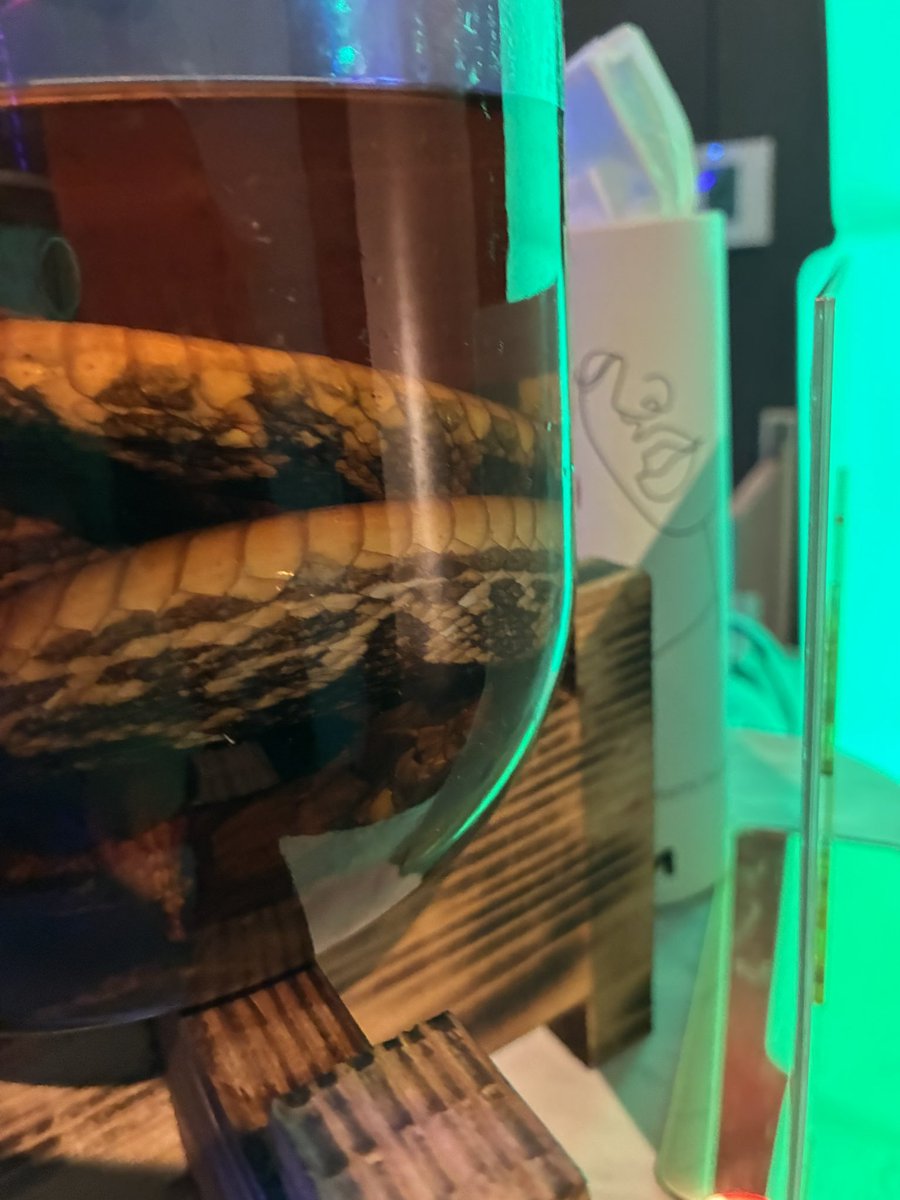 にこらしか@大洗満喫 tweet media