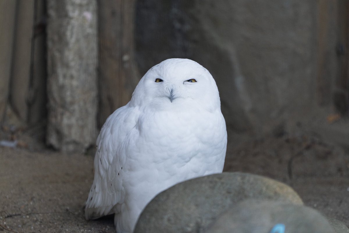 上野動物園にて
どのアングルからでもモッフモフ✨
モコモコでとても暖かそう😚

a7r5
FE 70200mm F2.8 GM OSSⅡ

#シロフクロウ　#上野動物園　#動物