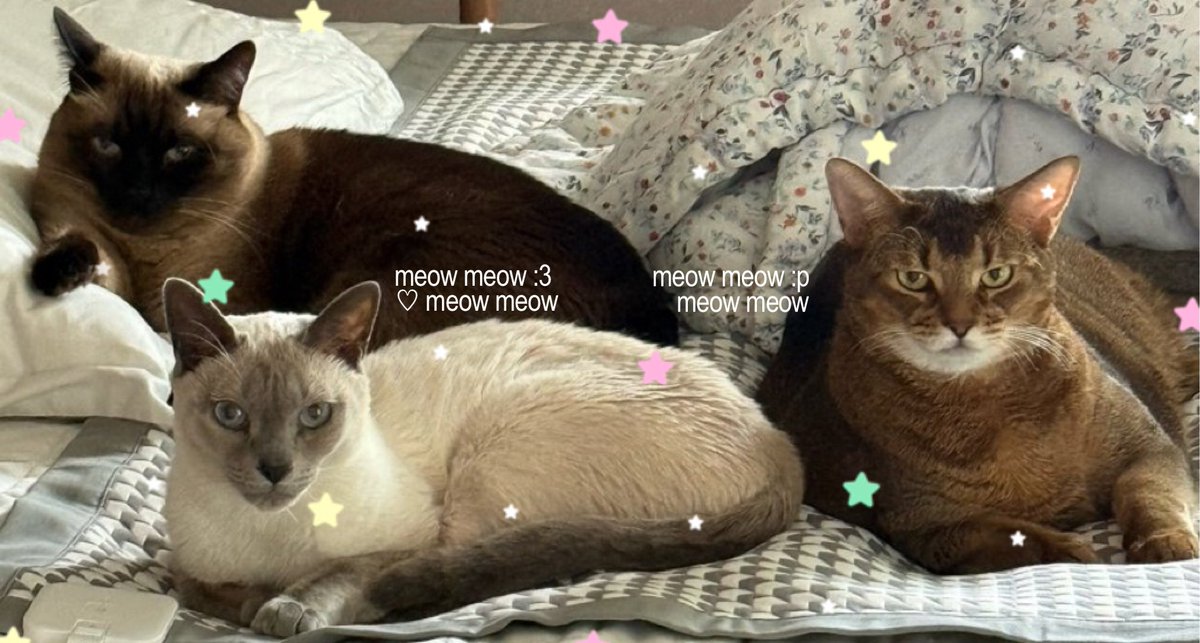 🤲🏻🐈‍⬛🐈🐈‍⬛💘 meow moww