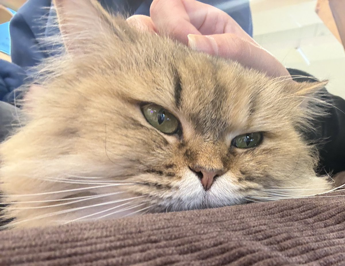 고양이 알레르기