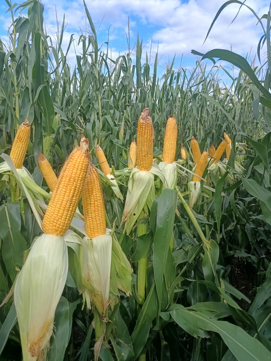 #Maíz de 1ra. 
Norte de San Luis bajo #riego.
P1669VYHR