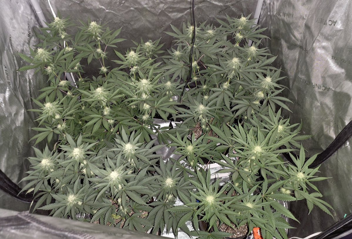 AlienFogMachine's tweet image. A couple of lights out pics of the Night Moves &amp;amp; Blueberry early in wk4. Trichomes are developing &amp;amp; buds looking good. Very happy with this run/soil setup, not a deficiency in sight.