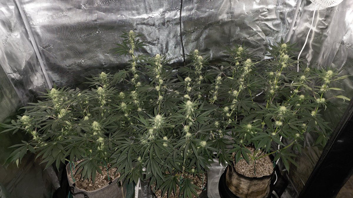 AlienFogMachine's tweet image. A couple of lights out pics of the Night Moves &amp;amp; Blueberry early in wk4. Trichomes are developing &amp;amp; buds looking good. Very happy with this run/soil setup, not a deficiency in sight.