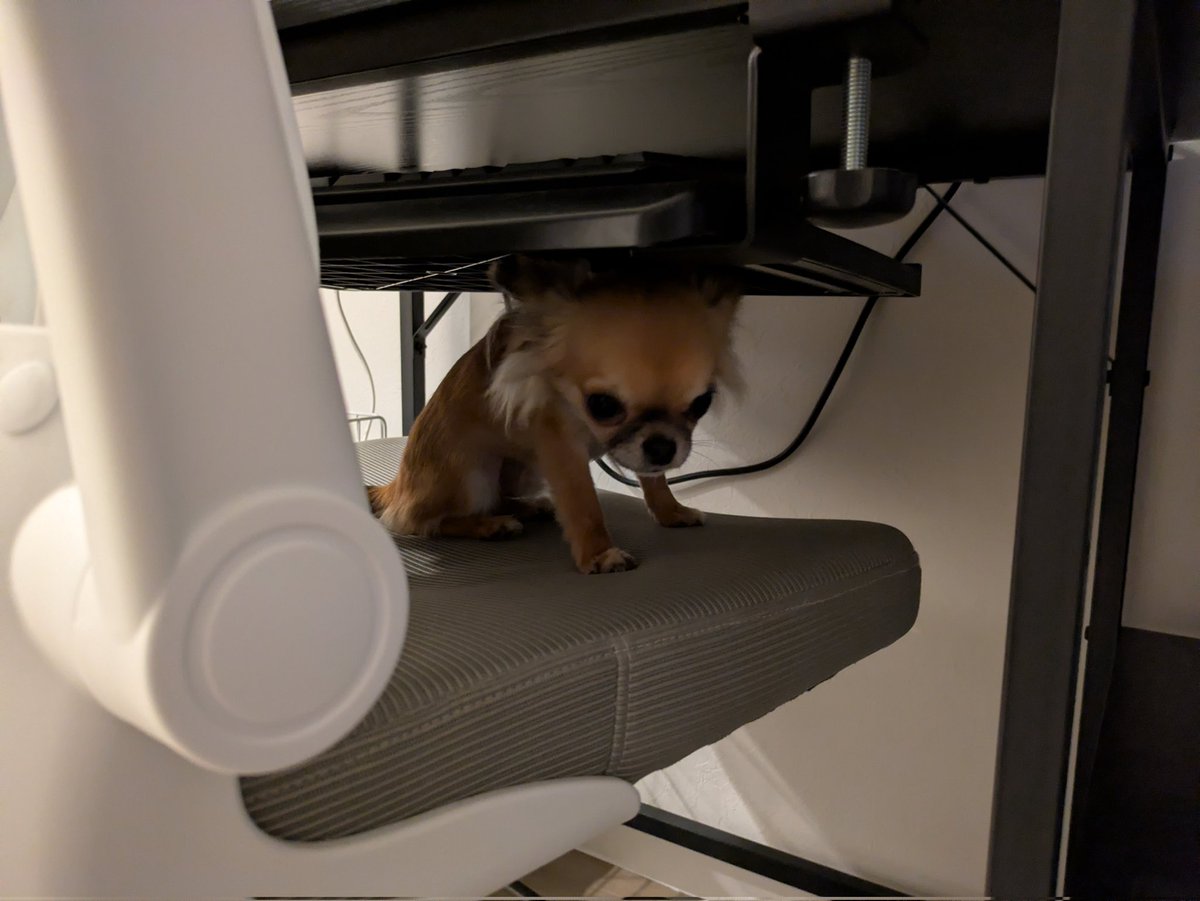 tiisuke_tiii's tweet image. ケージに入ってもらってたら、いつのまにか脱走してなぜか椅子の上にいたいぬ。