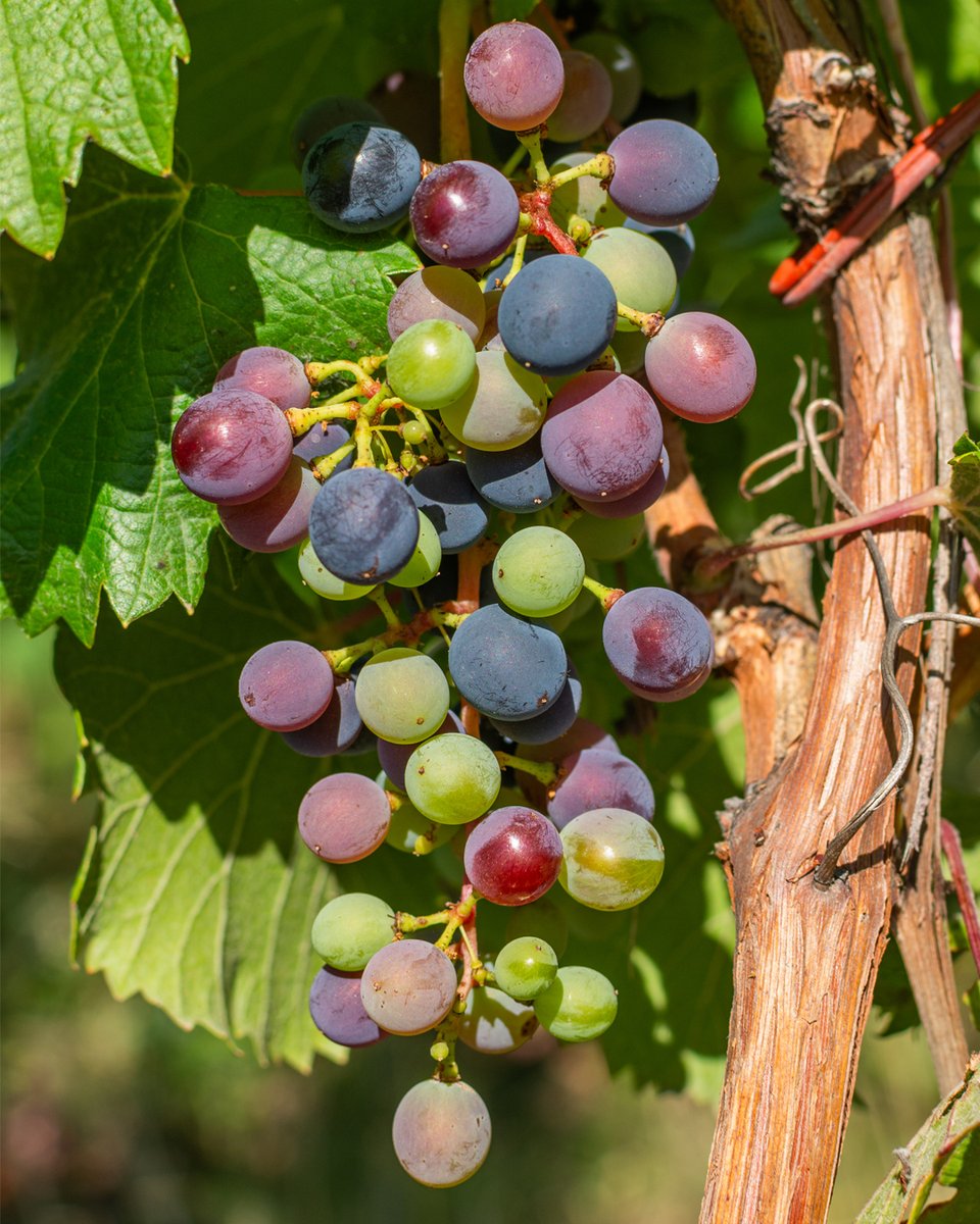 Altos Las Hormigas tweet media