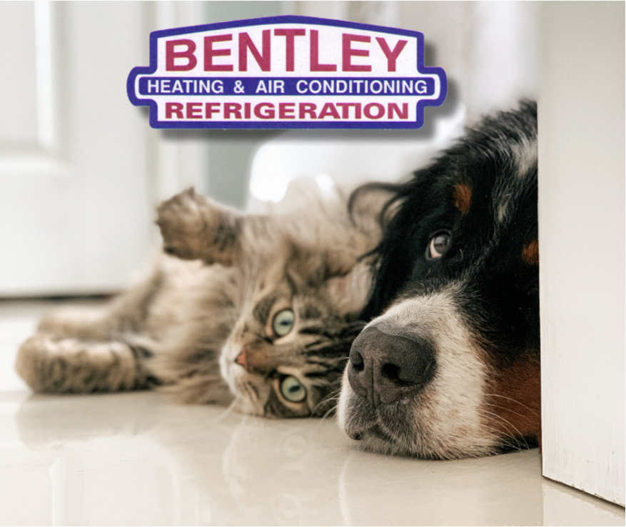 bentley_heating's tweet image. Cold feet? Ask us about In-floor heating. Your toes and your family will thank you. Call Bentley to learn more about this heating method. (613) 707-7161

#heating #infloorheating #heatedfloors
