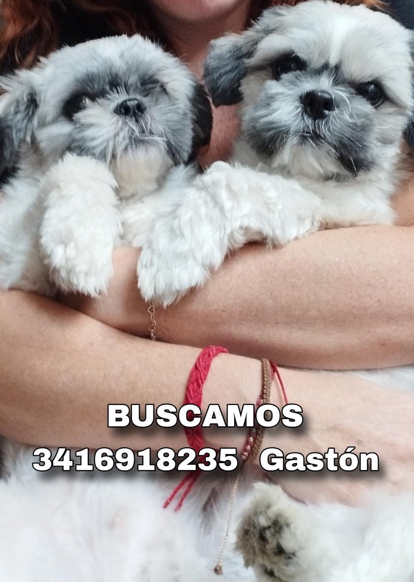 Rosariociudadok's tweet image. Ayuda Twitter 
Buscan dos Jitsu perdidos anoche en Mendoza y Santiago 
Gracias x compartir