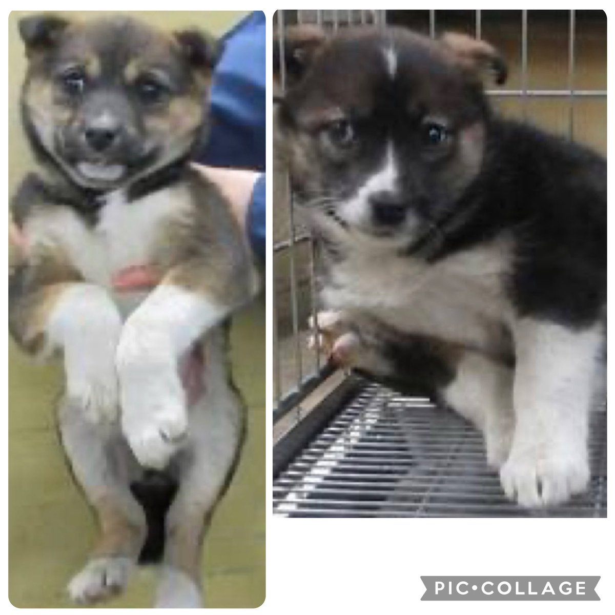 🟦香川県中讃保健所収容情報🟦
管理番号2530545〜6
2〜3ヶ月の子犬の姉妹が捕獲されました
写真の通りとてもお茶目で可愛らしい姉妹🎀
表情からも分かるように強い恐怖心はなさそうで、人との暮らしにも比較的早く慣れてくれそうな感じです😊
この子達の家族になって頂けませんか🙇

掲載期限 1月20日