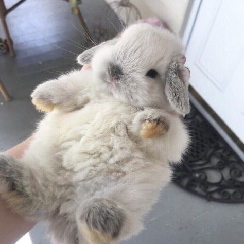 LilBunnyStories's tweet image. Hewwo! Dis is Fleecy. Dats her name because she is soft and fwuffy like a widdle lamb! Do you think Fleecy is doing a good job living up to her name? Say “Way to go little bun!” to congratulate her!