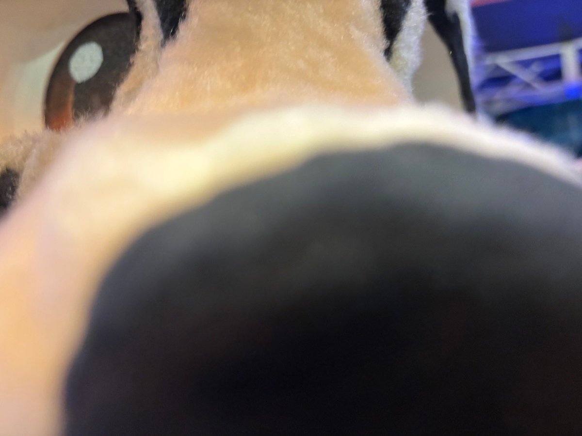 ぬんっ！ #犬犬写真館