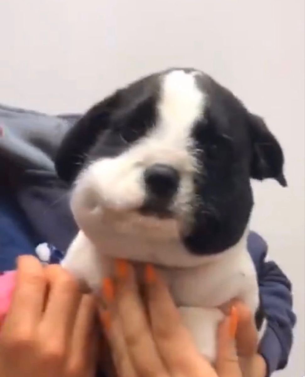 daonepjunz's tweet image. ขอให้ไม่บวมคับ