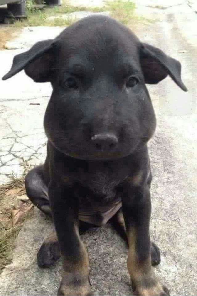 daonepjunz's tweet image. ขอให้ไม่บวมคับ