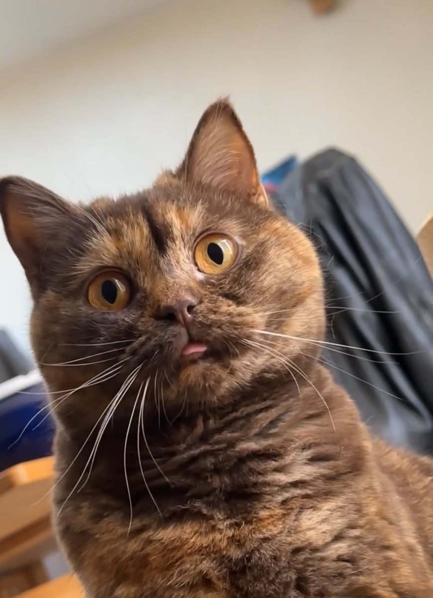 teashkat's tweet photo. @JZBTHX OMG YOU HAVE A BRITISH SHORTHAIR TOO !! Best kitty ever ♥ https://t.co/1tcIwUi14c