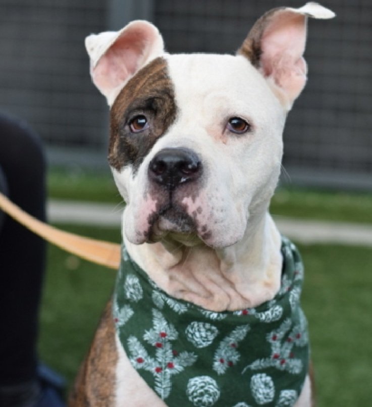 Paige 241756
Relisted TBK 1/15
#NYCACC #AdoptMe 
She is a pretty 4 yr old
Alert &amp; curious, becomes easily aroused, vocalizing &amp; pacing 
Needs exp home to provide structure &amp; consistency 
Help save Paige!
nycacc.app/browse/241756
#Pledge4Rescue #foster #adopt