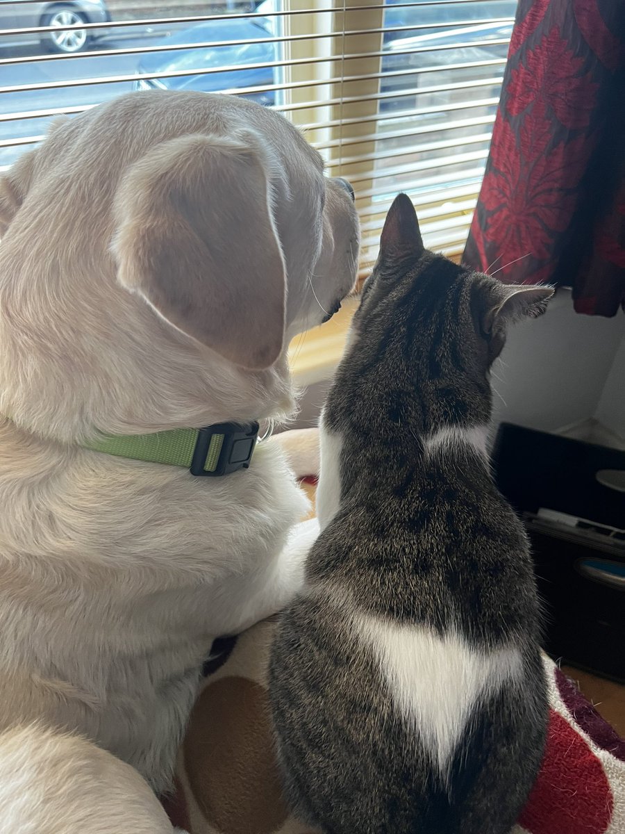 These two crack me up!

<a href="/MazMurphydog/">Humphrey The Lab</a> watching the street and Hamish watching with him.