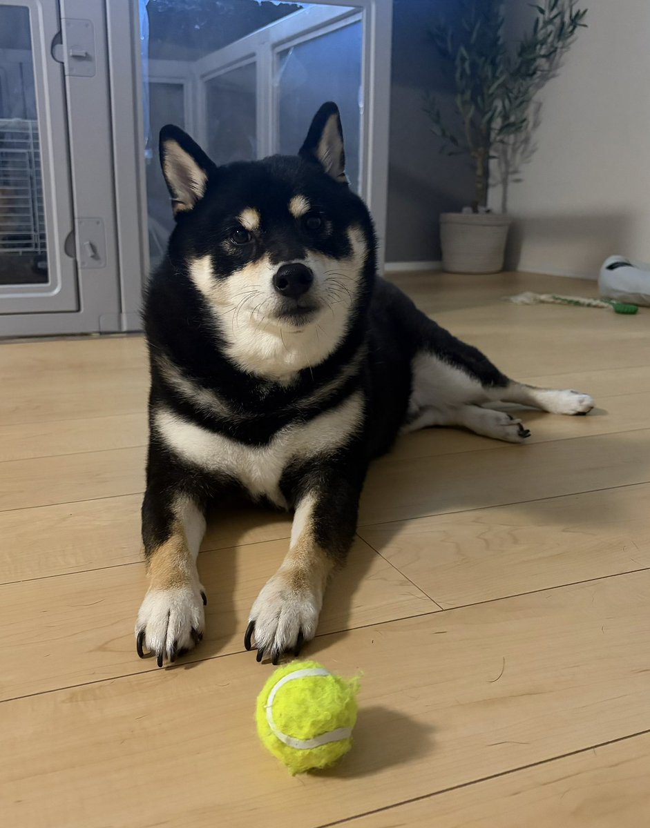 tttt1202's tweet photo. 今日も可愛いお犬様🐕 https://t.co/5HHMY0YPLi