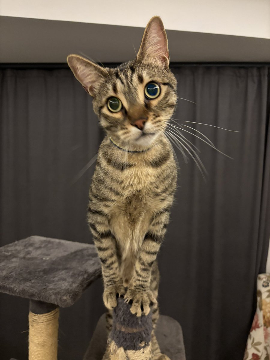 Özendim deneyeceğiz